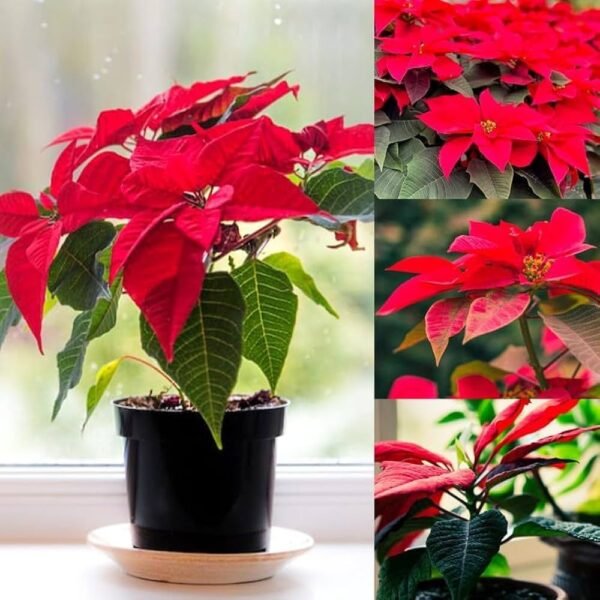 Poinsettia Flower Healthy Plant