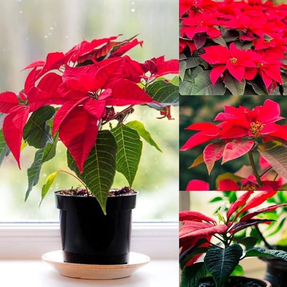 Poinsettia Flower Healthy Plant - Image 6