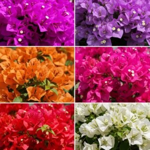 Bougainvillea Flower Healthy Plant