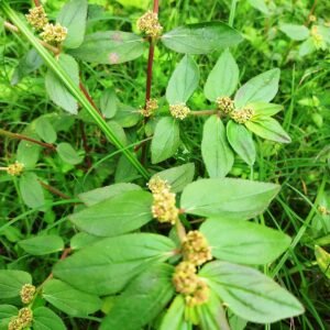 Amman Pacharisi/Asthma Herbal Plant - Image 3