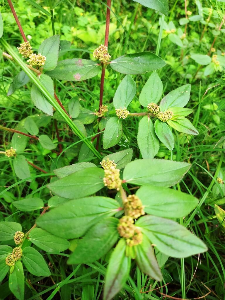 Amman Pacharisi/Asthma Herbal Plant