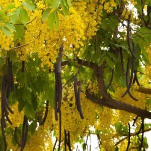 Golden shower/Amaltas/Sunari/Rela/Konrai/Bahaba Live Herbal Plant - Image 3