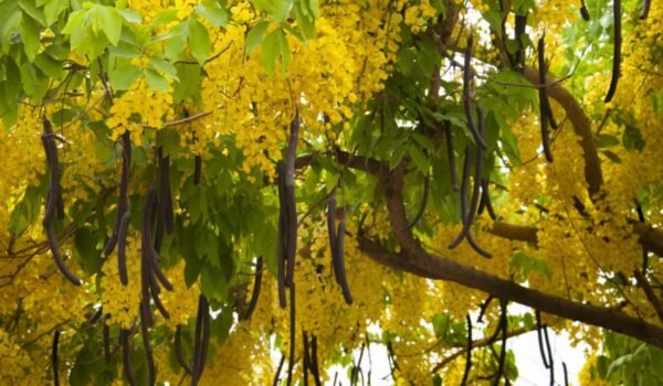 Golden shower/Amaltas/Sunari/Rela/Konrai/Bahaba Live Herbal Plant