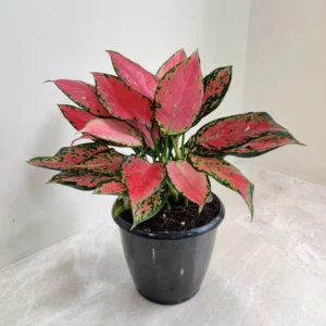 Aglaonema Red Live plant - Image 3