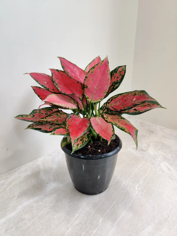 Aglaonema Red Live plant