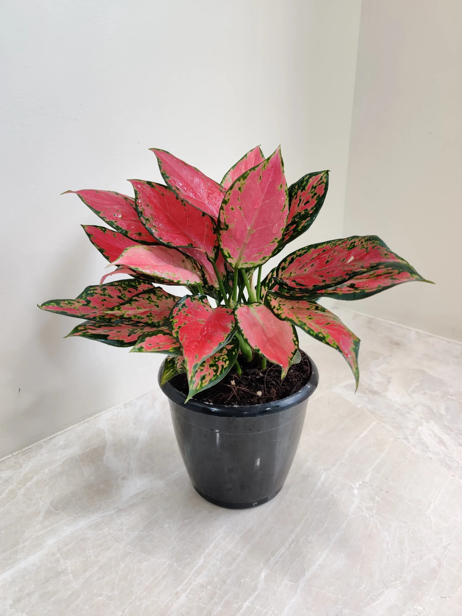 Aglaonema Red Live plant - Image 2