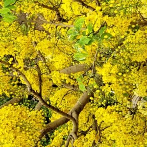 Golden shower/Amaltas/Sunari/Rela/Konrai/Bahaba Live Herbal Plant - Image 2