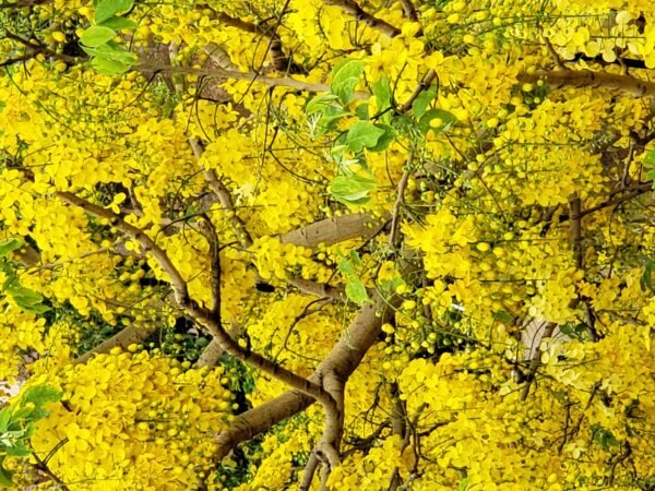 Golden shower/Amaltas/Sunari/Rela/Konrai/Bahaba Live Herbal Plant
