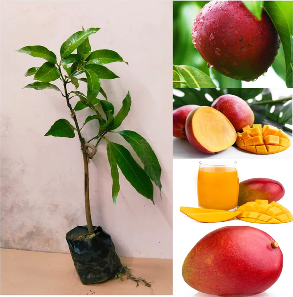 Red Apple Mango Grafted Plant - Image 2