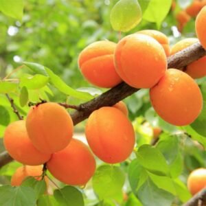 Apricot Grafted Tasty Fruit Live Plant - Image 2