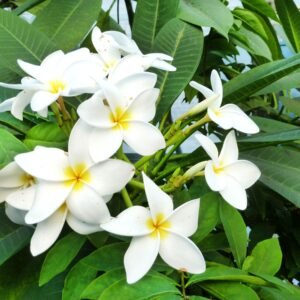 Plumeria Champa Flower Healthy Plant