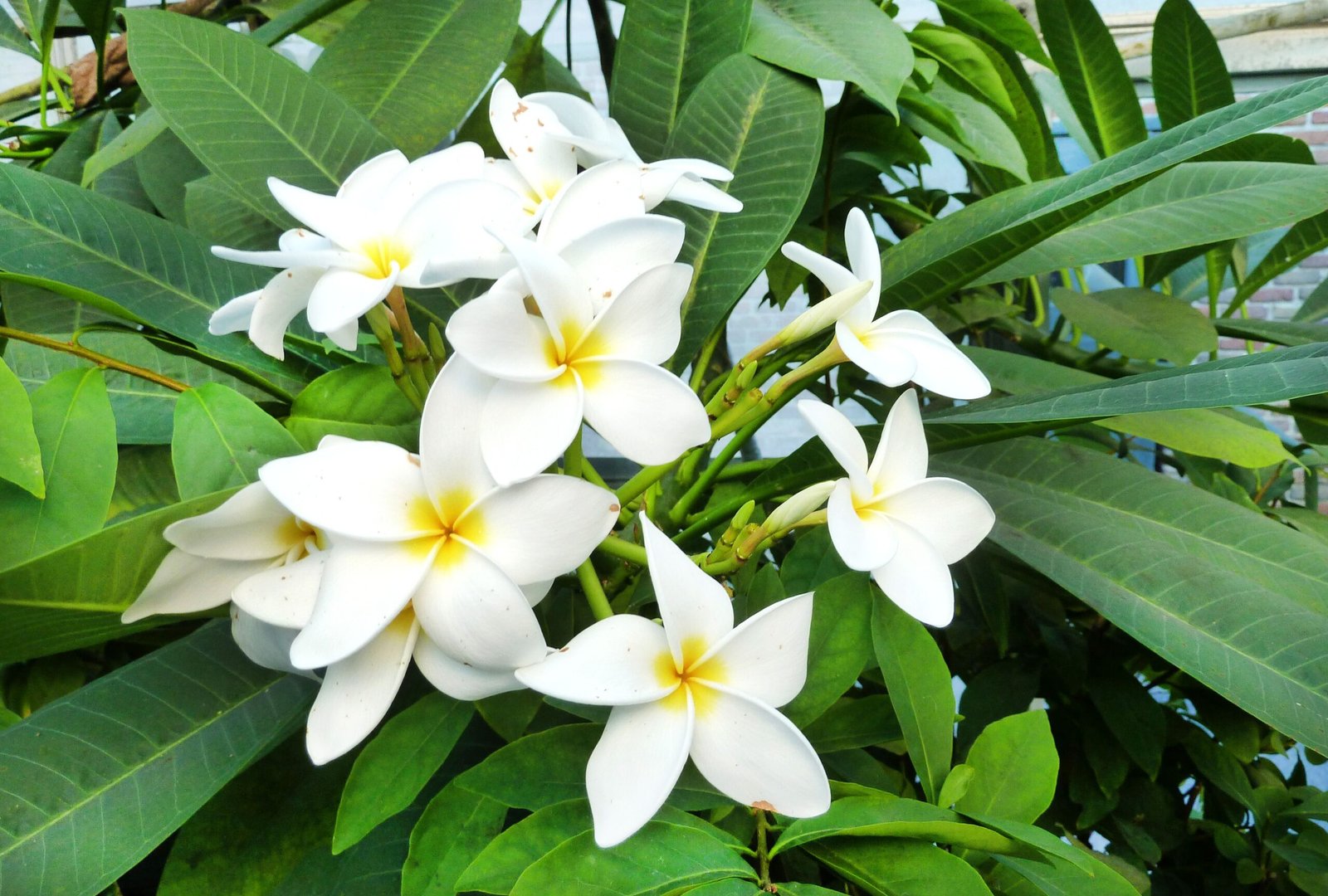 Plumeria Champa Flower Healthy Plant - Image 1