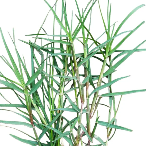 Fresh Cut Green Durva/Bermuda/Doob/Arugampul Grass