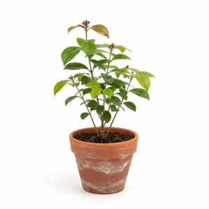 Clove Spice Herbal Live Plant