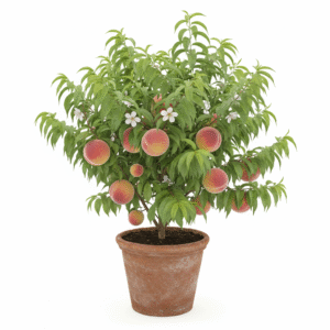 Sweet Peach Fruit Healthy Plant - Image 2