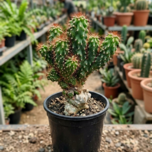 Boxer Ccatus Live Plant Bare Rooted - Image 2