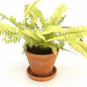 Golden Fern Indoor Live Plant
