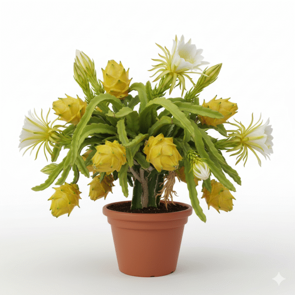 Yellow Dragon Fruit Healthy Rooted Plant