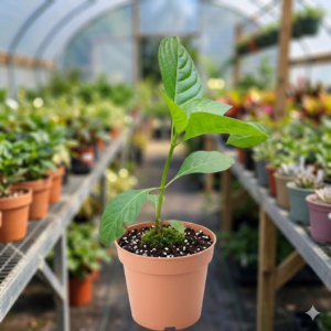 Kadamba/Katampam/Kadamb Healthy Live Plant - Image 4