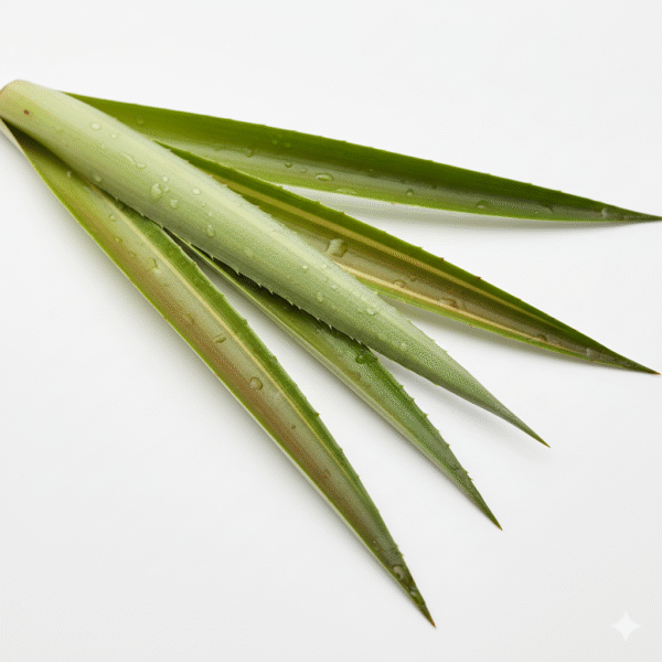 Fresh Green Cut Soft Pineaple Leaves