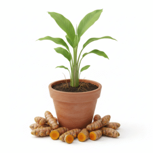 Turmeric/Raw Haldi Healthy Herbal Plant