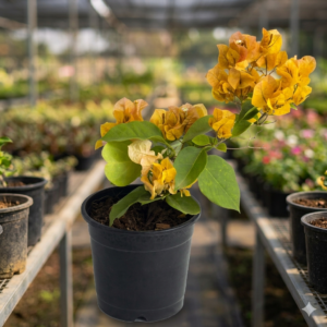 Bougainvillea Flower Healthy Plant - Image 7