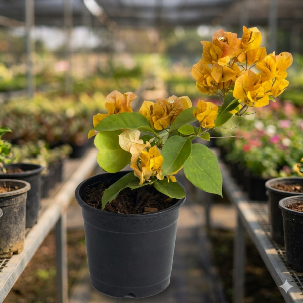 Bougainvillea Flower Healthy Plant