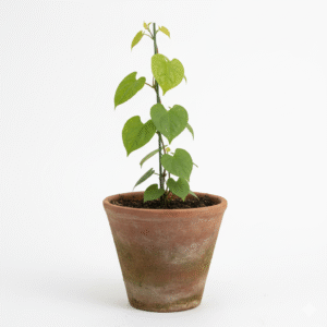 Giloy/Amridda Valli/Amruthu/Gulvel Herbal Live Plant