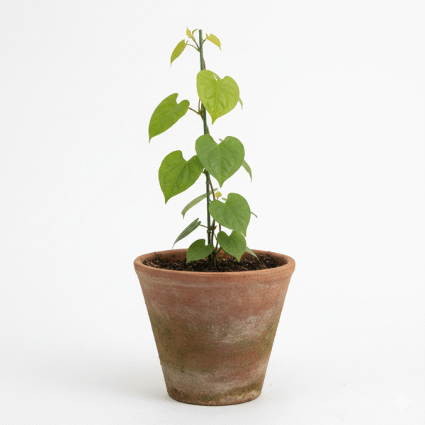 Giloy/Amridda Valli/Amruthu/Gulvel Herbal Live Plant