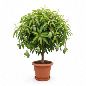 Langra Mango Grafted Plant