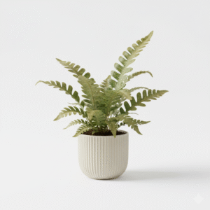 Golden Fern Indoor Live Plant - Image 2