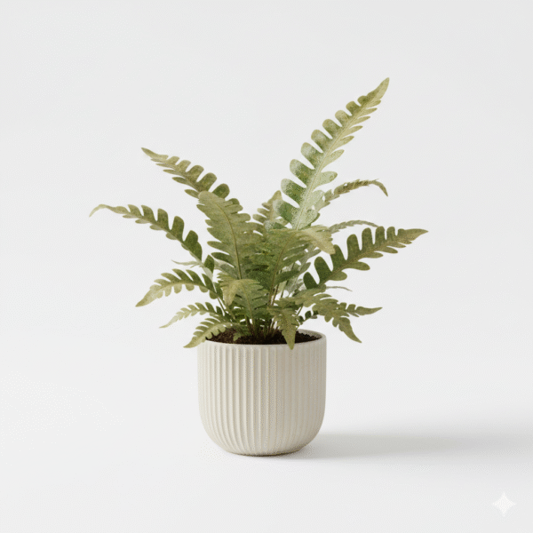 Golden Fern Indoor Live Plant
