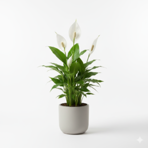 Peace Lily Flower Healthy Plant