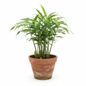 Ginger Shampoo/Kallu Shunti/बनअदरक Herbal live Plant