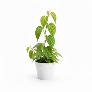 Medinipur Famous Mitha Betel Leaf/Paan Pata Plant