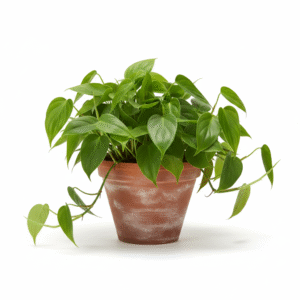 Philodendron Oxycardium Green Money Plant