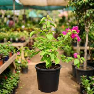 Bougainvillea Flower Healthy Plant - Image 4