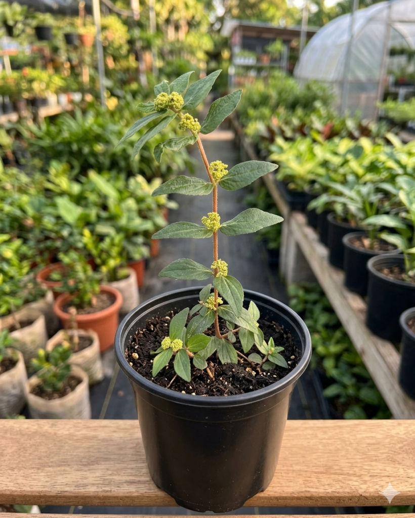 Amman Pacharisi/Asthma Herbal Plant