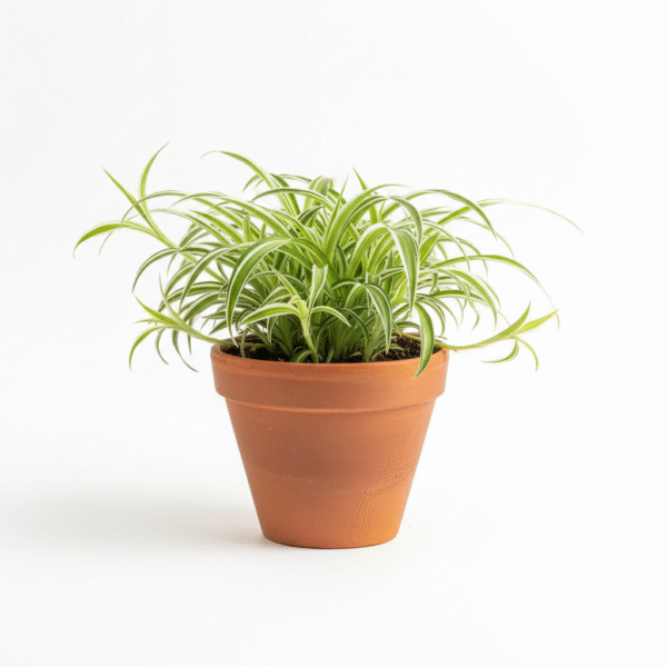 Chlorophytum Spider Plant