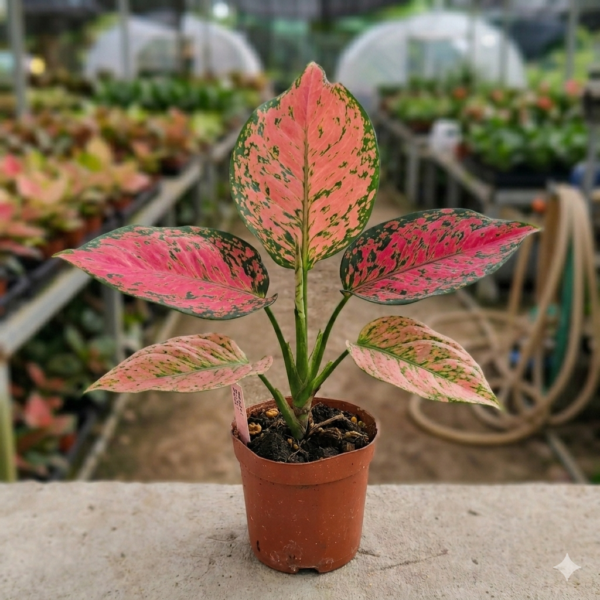 Aglaonema Pink Beauty Live Plant