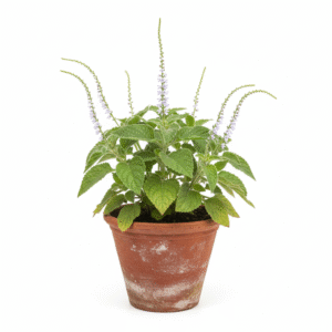 Thekkada/हाथाजोड़ी/Bhurundi/Hatisand/Nega Danti Live Herbal Plant