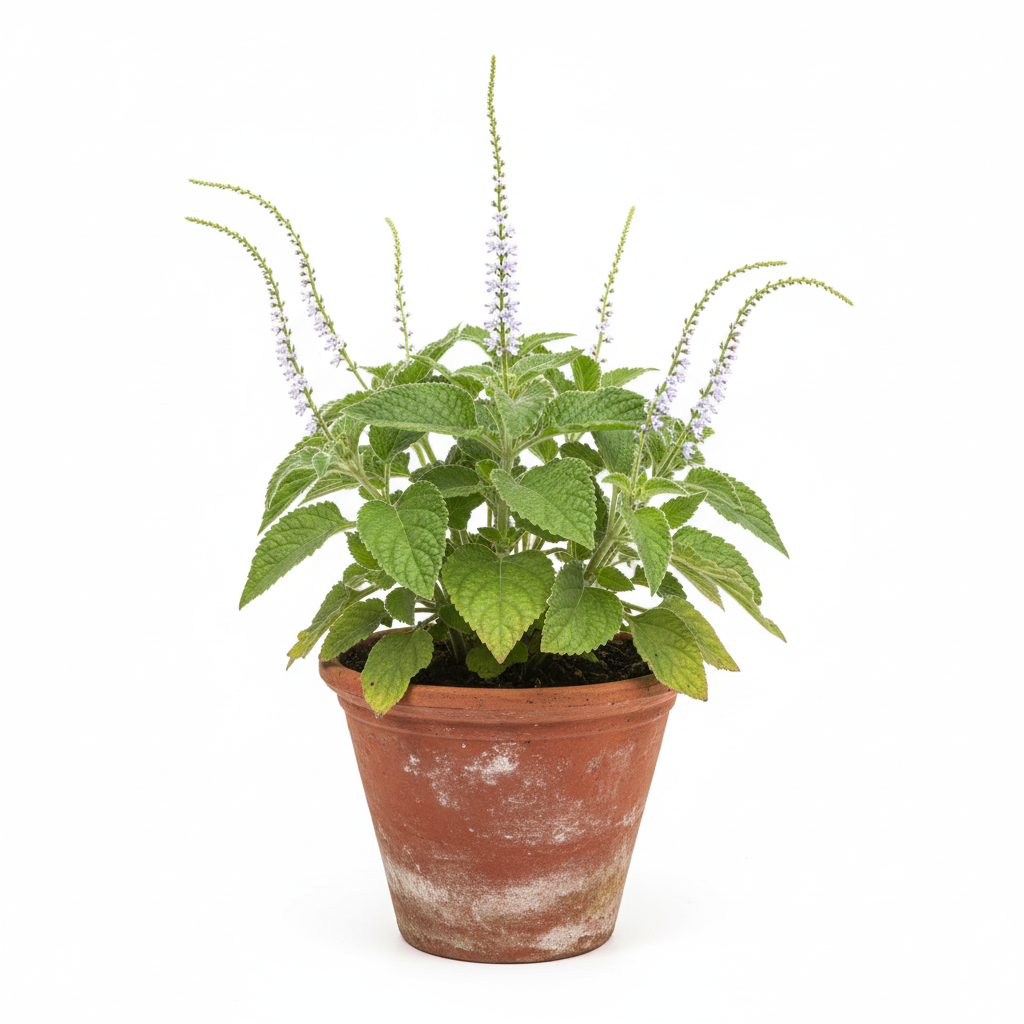 Thekkada/हाथाजोड़ी/Bhurundi/Hatisand/Nega Danti Live Herbal Plant