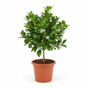 Malta Mosambi Lemon Fruit Grafted Plant
