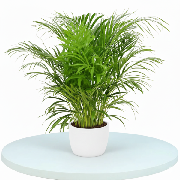 Parlour Palm Chamaedorea Elegans Healthy Live Plant