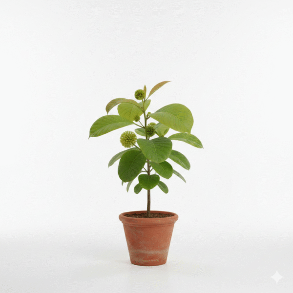 Kadamba/Katampam/Kadamb Healthy Live Plant