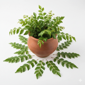 Kadi Patta/Meetha Neem/Kariveppilai/Curry Fresh Green Leaves