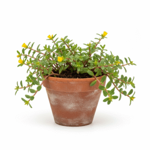 Purslane/Kulfa/Ghol Bhaji/Payalaku Rare Herbal Live Plant