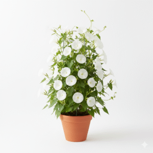 Morning Glory Flowering Vine Healthy Plant - Image 6