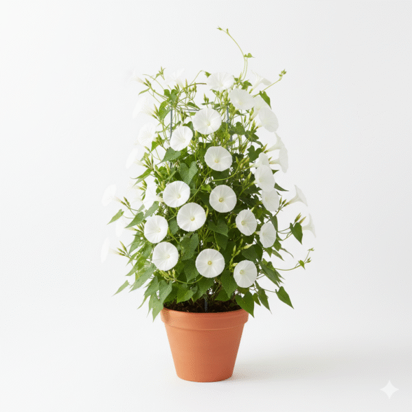 Morning Glory Flowering Vine Healthy Plant