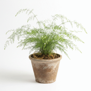 Satavari/kilavari/Satawari Healthy Herbal Plant